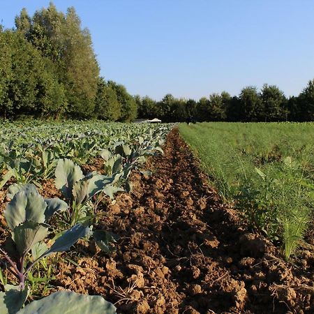 Agriturismo Corte Bertesina فيتشنزا المظهر الخارجي الصورة